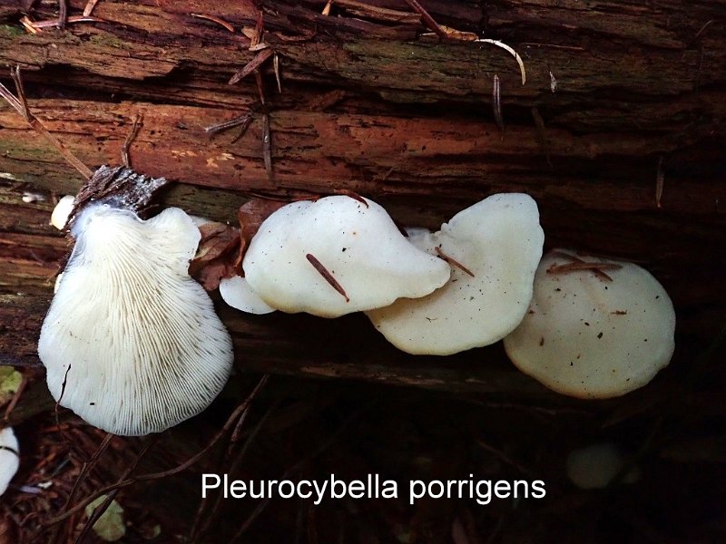 Pleurocybella porrigens-amf2121-1.jpg - Pleurocybella porrigens ; Syn: Pleurotus porrigens ; Nom français: Pleurote en éventail